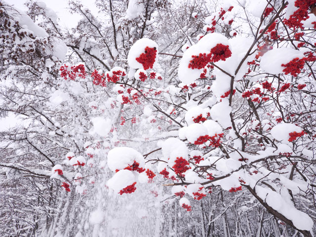 LUMIX GH4 SPECIAL GALLERY Masumi Takahashi -The Frigid Winter of Biei/Frano
