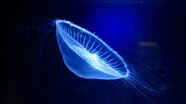 Bli inspirerad - DMC-CM1