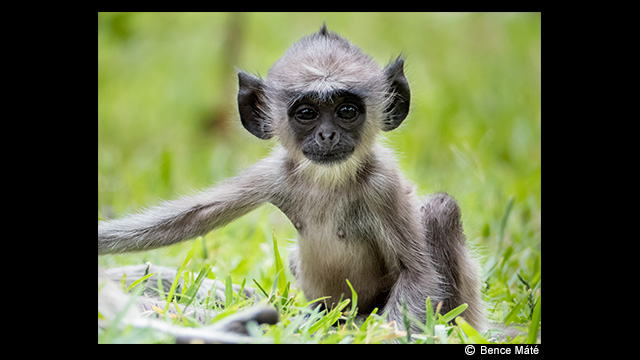 ¿Necesitas ideas? - Cámara digital LUMIX DMC-FZ330