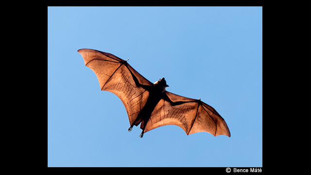 ¿Necesitas ideas? - Cámara digital LUMIX DMC-FZ330