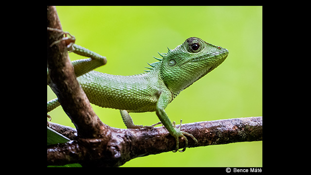 ¿Necesitas ideas? - Cámara digital LUMIX DMC-FZ330