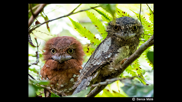 ¿Necesitas ideas? - Cámara digital LUMIX DMC-FZ330