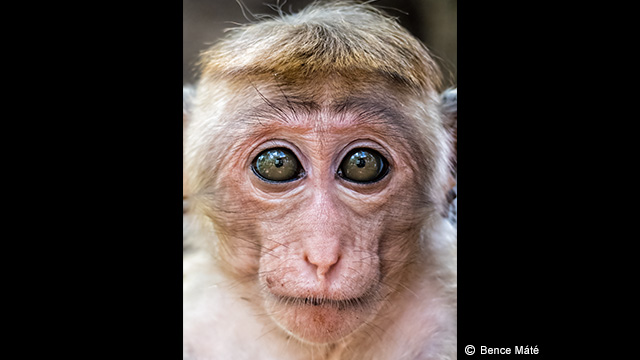 ¿Necesitas ideas? - Cámara digital LUMIX DMC-FZ330