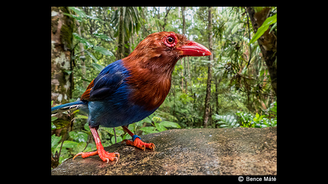 ¿Necesitas ideas? - Cámara digital LUMIX DMC-FZ330