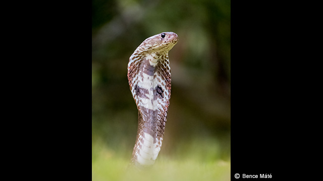 ¿Necesitas ideas? - Cámara digital LUMIX DMC-FZ330