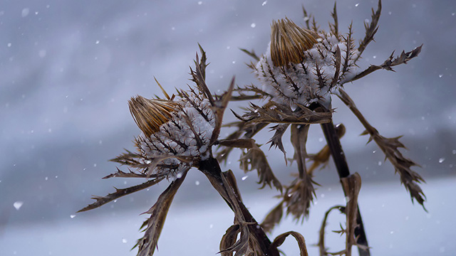 Laissez-vous inspirer - Appareil photo numérique LUMIX mono-objectif sans miroir DMC-GX8H