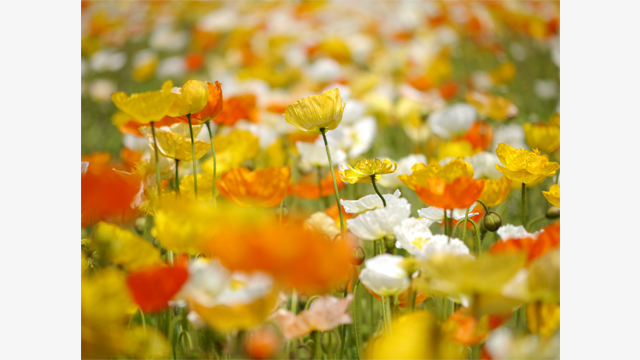 影音圖片集 - LUMIX G 鏡頭 H-FSA45200