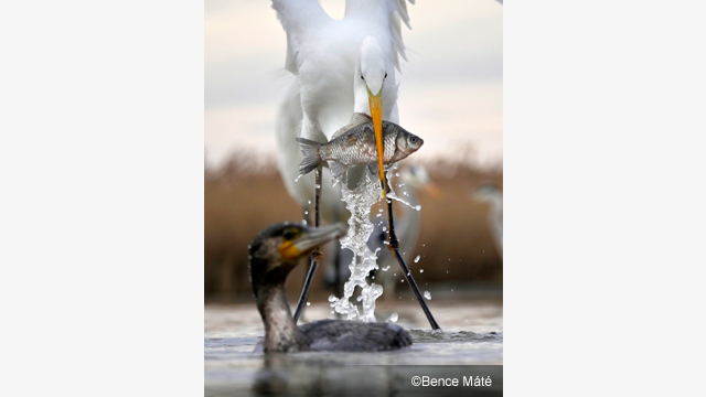 Get Inspired - LUMIX® G Lens H-FS100300