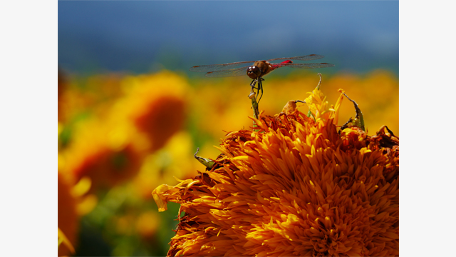 للاستلهام - عدسة H-FS35100 للكاميرات من الطراز LUMIX® G