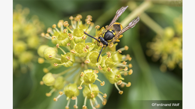 Get Inspired - LUMIX® G Lens H-HS030