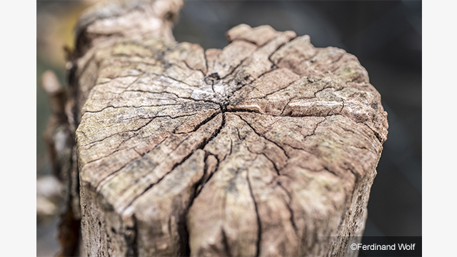 Get Inspired - LUMIX® G Lens H-HS030