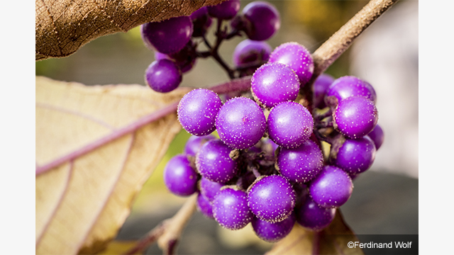 Get Inspired - LUMIX® G Lens H-HS030