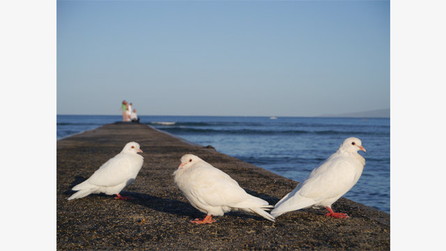 Get Inspired - LUMIX® G Lens H-PS14042