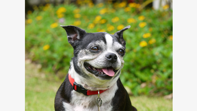 影音圖片集 - LUMIX G 鏡頭 H-PS45175