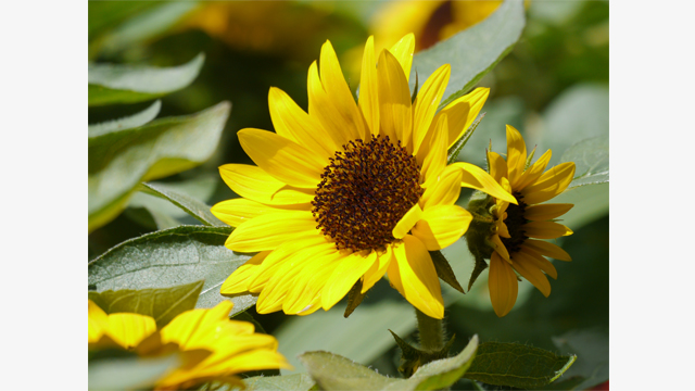 影音圖片集 - LUMIX G 鏡頭 H-PS45175