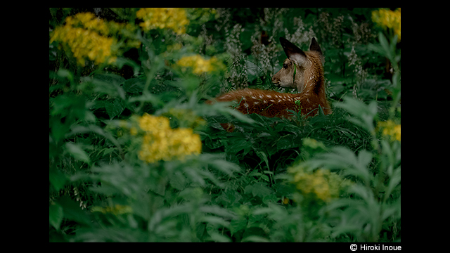 ¿Necesitas ideas? - Cámara digital LUMIX DMC-FZ2000