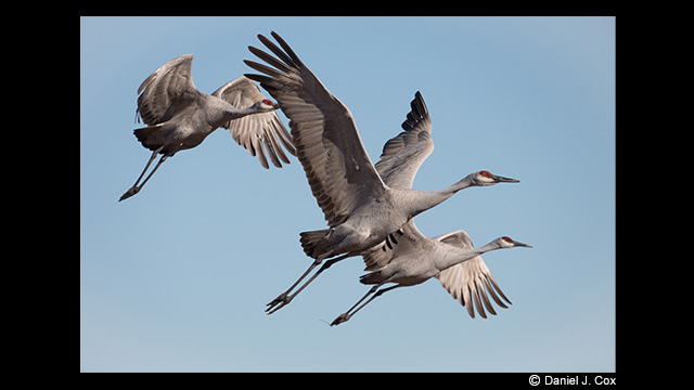 Get Inspired - LUMIX 100-400mm Leica DG Vario-Elmar Lens H-RS100400E