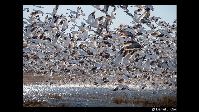 Get Inspired - LUMIX 100-400mm Leica DG Vario-Elmar Lens H-RS100400E