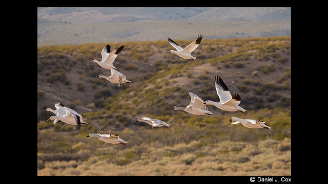 Get Inspired - LUMIX 100-400mm Leica DG Vario-Elmar Lens H-RS100400E