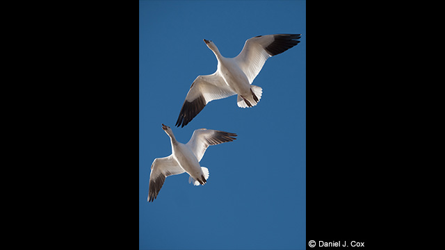 Get Inspired - LUMIX 100-400mm Leica DG Vario-Elmar Lens H-RS100400E