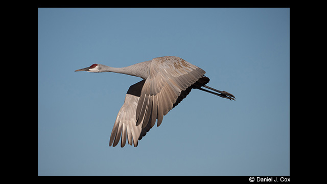 Get Inspired - LUMIX 100-400mm Leica DG Vario-Elmar Lens H-RS100400E