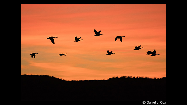 Get Inspired - LUMIX 100-400mm Leica DG Vario-Elmar Lens H-RS100400E