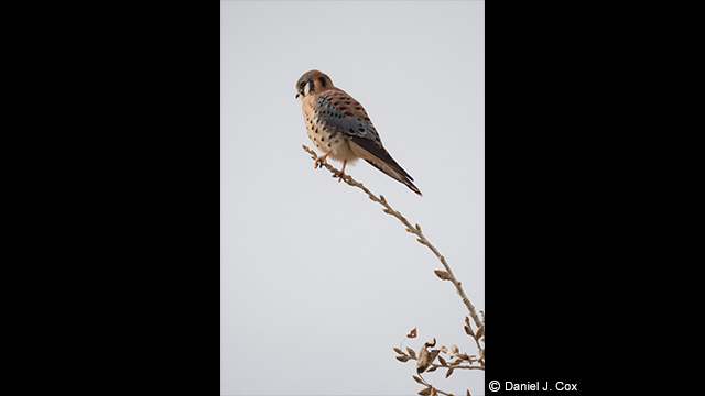 Get Inspired - LUMIX 100-400mm Leica DG Vario-Elmar Lens H-RS100400E