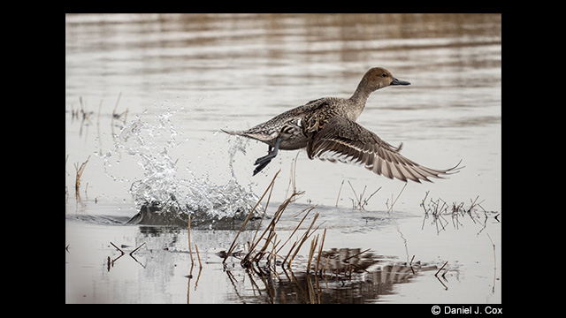 Get Inspired - LUMIX 100-400mm Leica DG Vario-Elmar Lens H-RS100400E