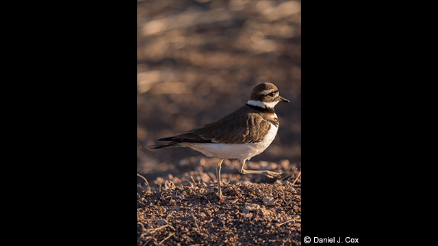 Get Inspired - LUMIX 100-400mm Leica DG Vario-Elmar Lens H-RS100400E