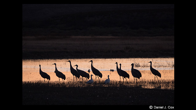 Get Inspired - LUMIX 100-400mm Leica DG Vario-Elmar Lens H-RS100400E