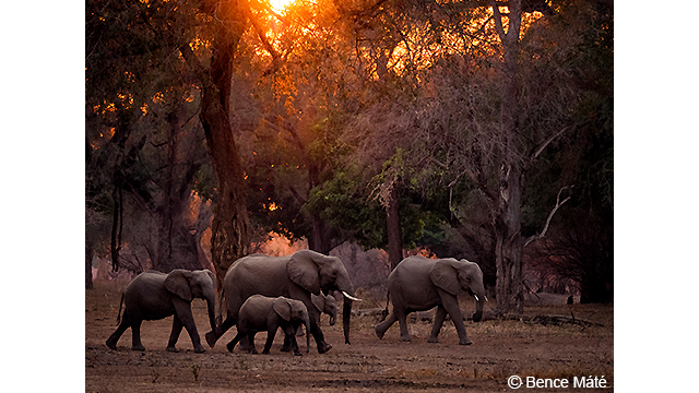 Soyez inspirés - Appareil photo hybride DC-G9