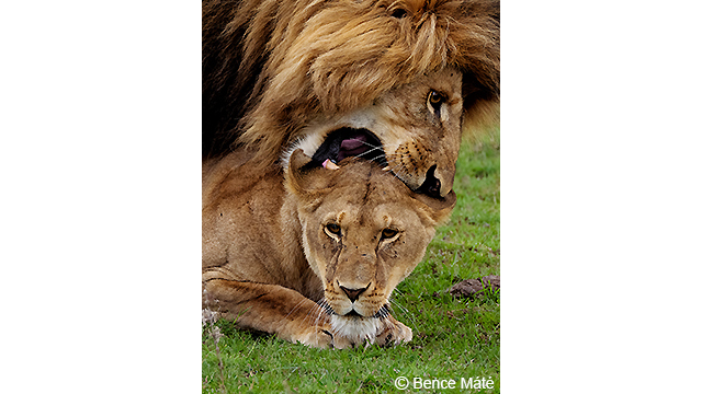 Soyez inspirés - Appareil photo hybride DC-G9