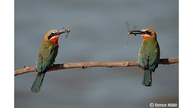 Soyez inspirés - Appareil photo hybride DC-G9