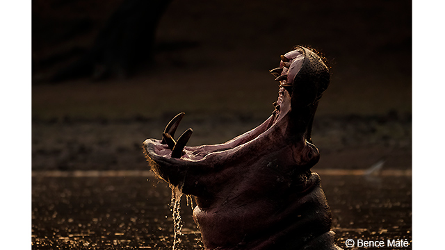 Soyez inspirés - Appareil photo hybride DC-G9