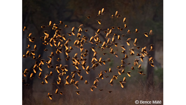 Soyez inspirés - Appareil photo hybride DC-G9