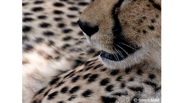 Soyez inspirés - Appareil photo hybride DC-G9