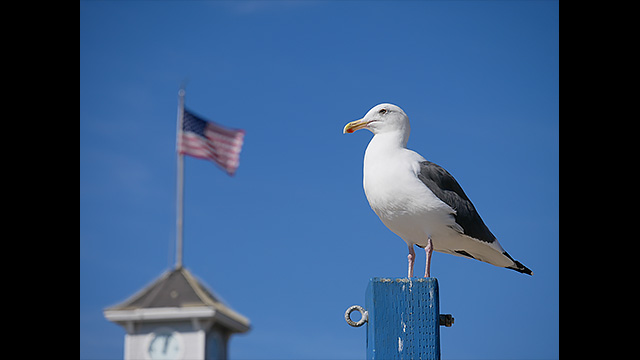 Get Inspired - LUMIX® Digital Single Lens Mirrorless Camera DC-GF9K