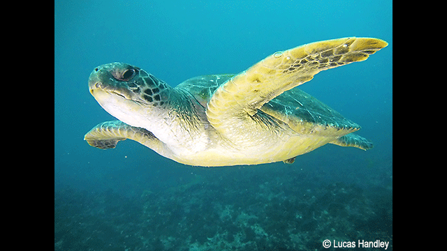 ¿Necesitas ideas? - Cámara digital LUMIX DC-FT7