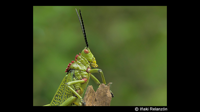 影音圖片集 - LUMIX 數位相機 DC-FZ10002
