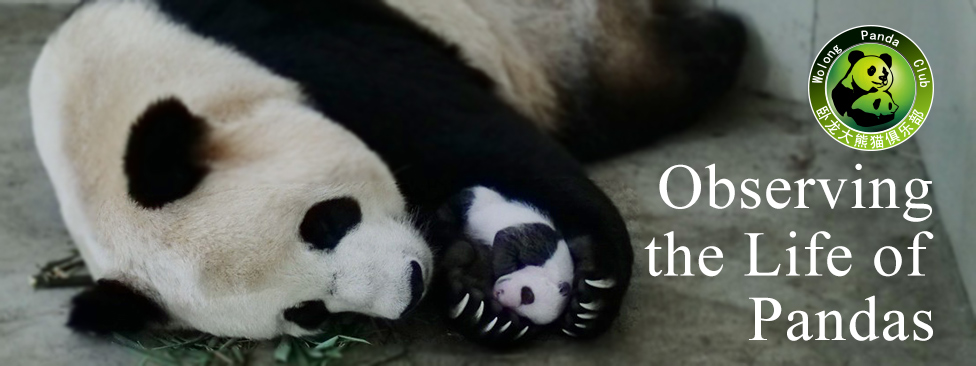 Observing the Life of pandas
