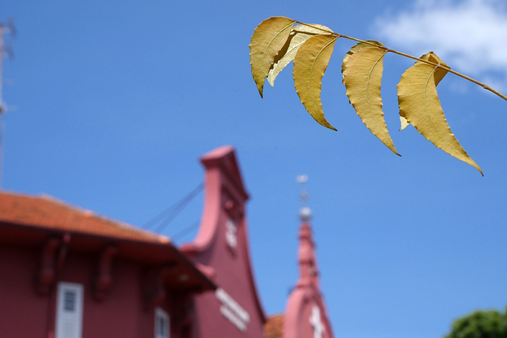 عدسات ماكرو 30 مم / F2.8 ASPH. للكاميرات من الطراز LUMIX G / MEGA O.I.S.(H-HS030) F6.3، 1/640 ثانية، ISO 200