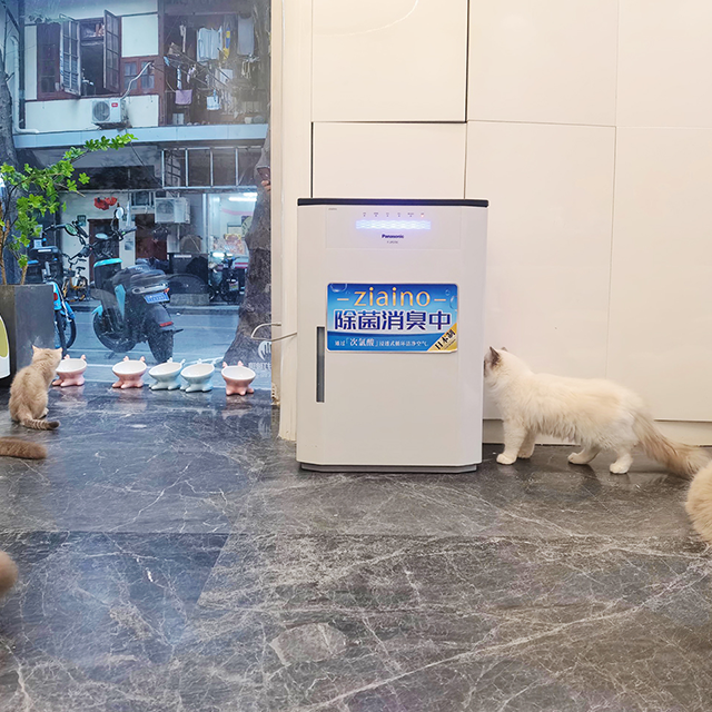 YOU MAO Ragdoll Cat Café See more