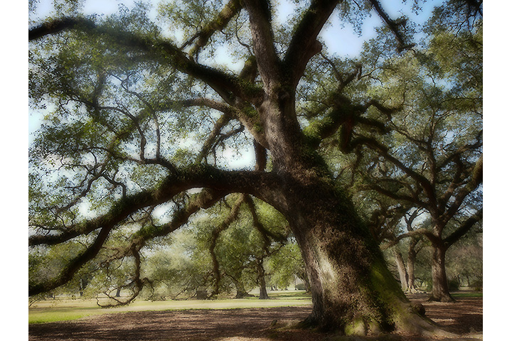 LUMIX G VARIO 7-14mm / F4.0 ASPH. (H-F007014) | F4.0, 1/250 sec, ISO 200