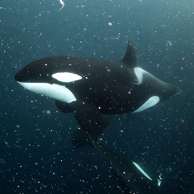 I giganti del mare See more