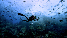 Haiden suojelu on elintärkeää valtameriemme kannalta