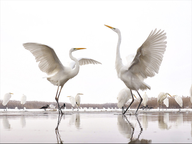 LUMIX GH4 SPECIAL GALLERY Bence Máté - Ice Cold Wings