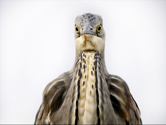 LUMIX GH4 SPECIAL GALLERY Bence Máté - Ice Cold Wings