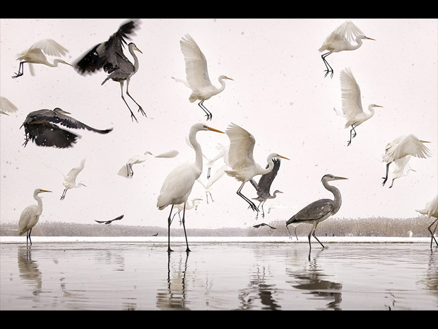 LUMIX GH4 SPECIAL GALLERY Bence Máté - Ice Cold Wings