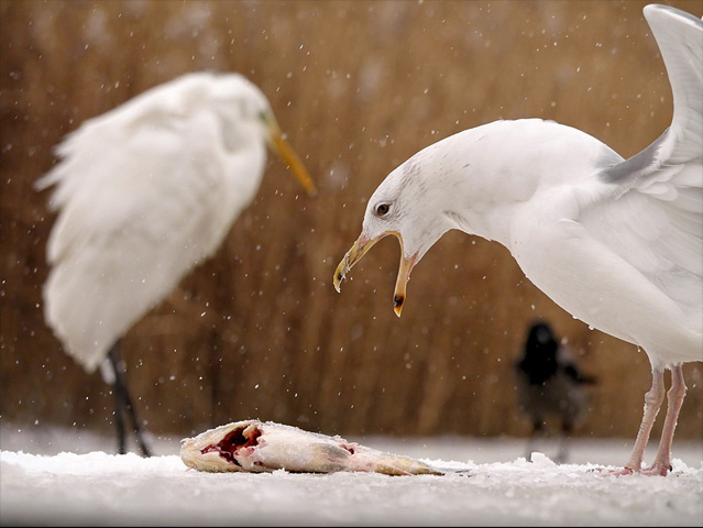 LUMIX GH4 SPECIAL GALLERY Bence Máté - Ice Cold Wings