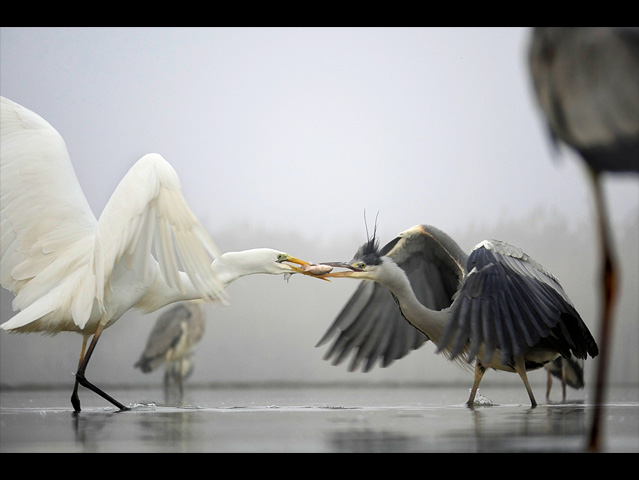 LUMIX GH4 SPECIAL GALLERY Bence Máté - Ice Cold Wings